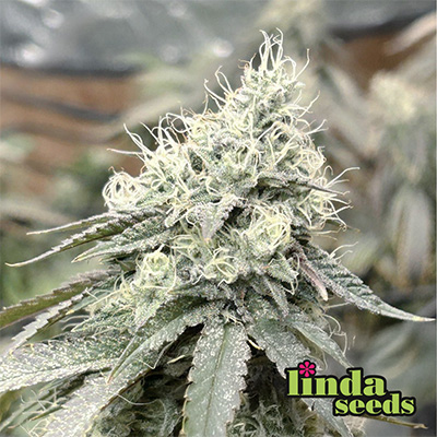White Widow > Linda Seeds | NUESTRAS RECOMENDACIONES DE SEMILLAS DE MARIHUANA  |  Semillas Baratas